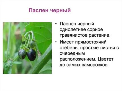 Из какой семьи черен