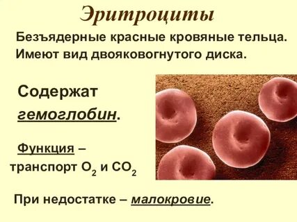 Кровяные тельца форма