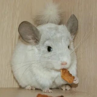 Шиншилле месяц