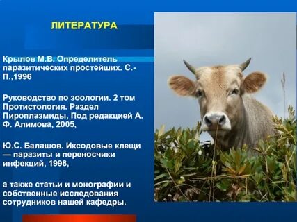 Какое животное относится к мелкому рогатому скоту