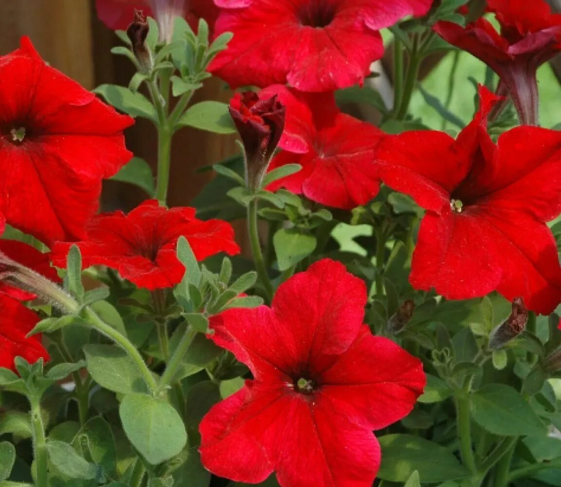 Петуния сурфиния ампельная. Петуния каскадиас chili red. Петуния красная. Петуния cascadias iceberg. Петуния мультифлора ура ред.