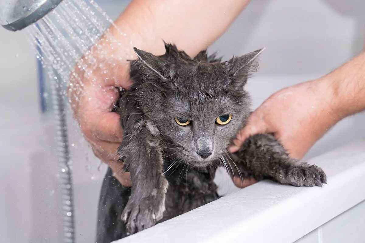 Нужно ли мыть котов. Мокрая кошка. Гигиена кошек. Кота купают. Мокрый котенок.