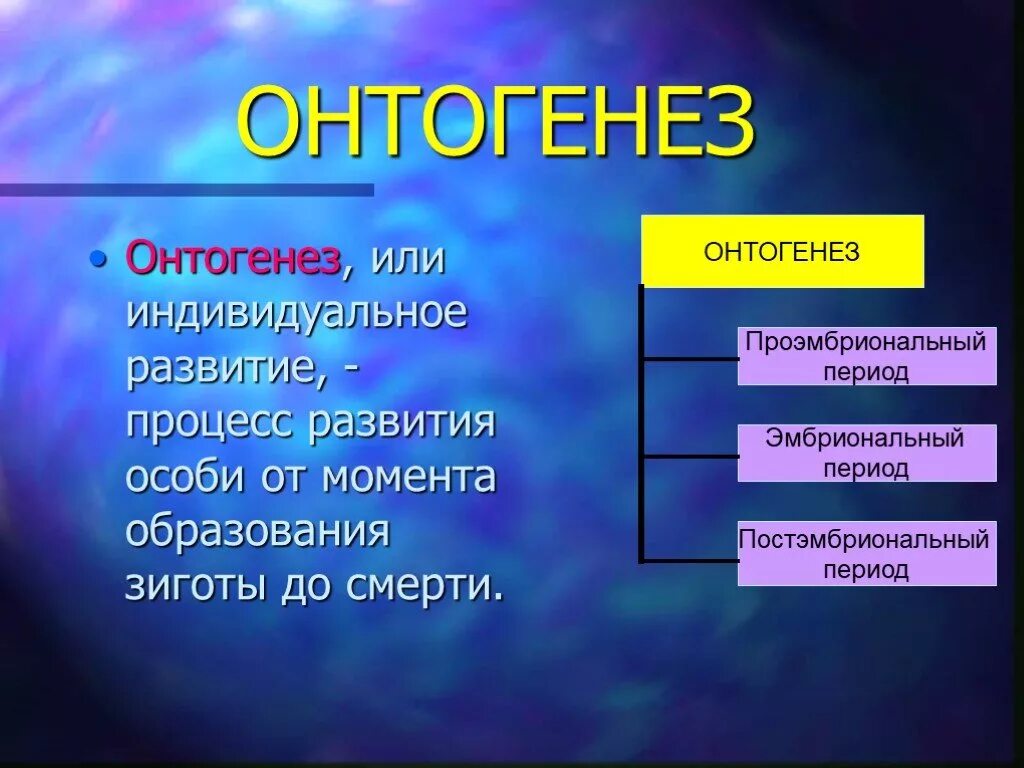 Онтогенез просто. Онтогенез. Процесс развития в онтогенезе. Онтогенез эмбриональный и постэмбриональный периоды. Онтогенез это в биологии.