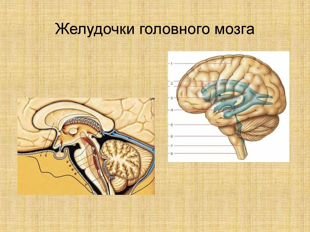 Правый желудочек головного