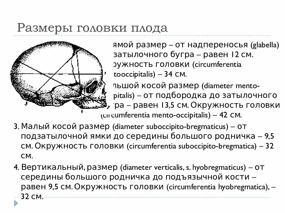 Размеры головки плода в акушерстве. Размеры головки и туловища плода. Размеры головки доношенного плода. Поперечный размер плечиков плода.