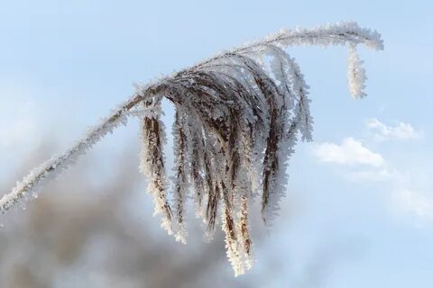 Гуляет ветер по заснеженной тайге