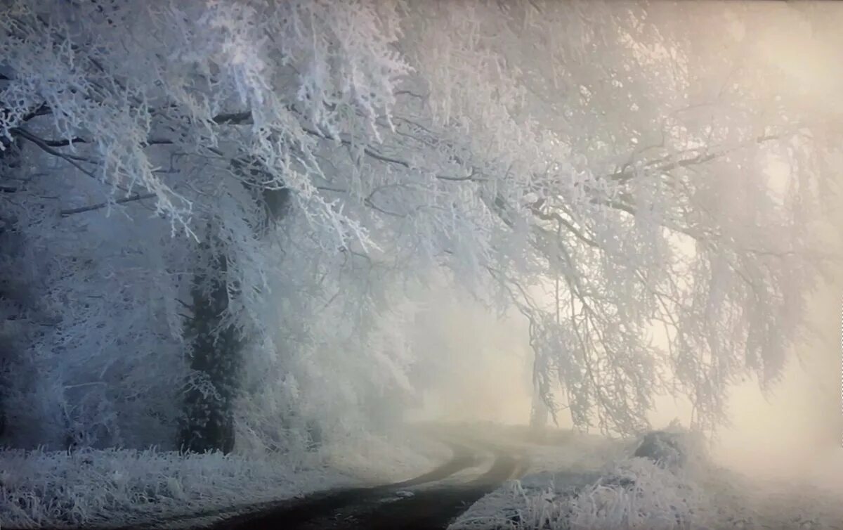 За пеленою предложения. Зима туман. Снежная пелена. Пелена снега. Зимняя пелена.