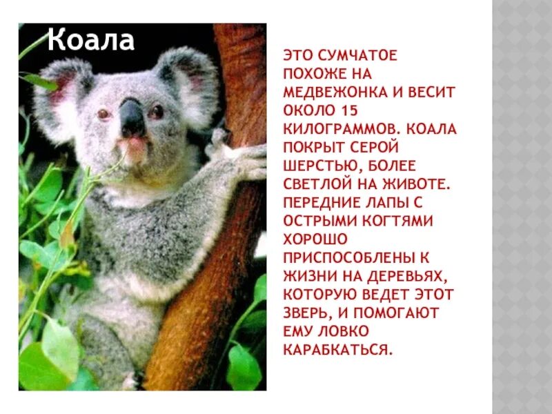 Где обитают коалы на каком материке