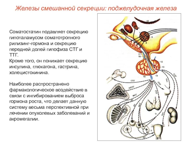 Соматотропин поджелудочной железы. Соматостатин гипоталамуса. Соматостатин подавляет секрецию. Соматостатин рилизинг гормон. Соматостатин в поджелудочной железе.