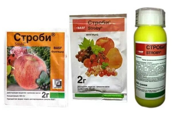 Basf строби отзывы. Фунгицид строби (basf). строби 2 г. строби фунгицид производитель. для растений строби.