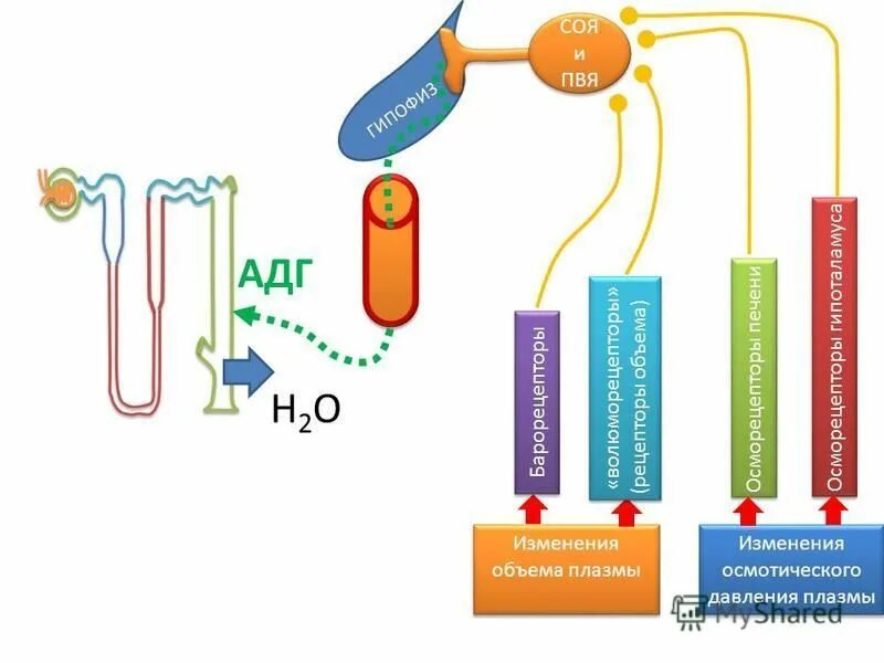 Роль антидиуретического гормона (адг). Адг. Адг гормон функции. Синтез адг. Адг.