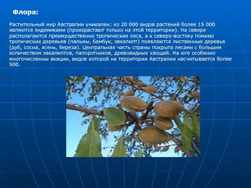 Сообщение на тему эндемики. Растительный мир австралии презентация. флора и фауна австралии презентация. сообщение о растительности австралии. флора австралии презентация.