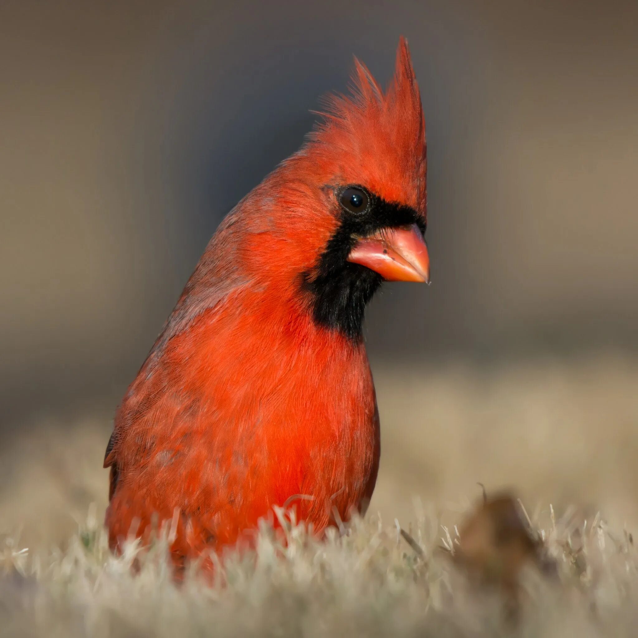 Маленькая рыжая птичка. Красный хохлатый Кардинал. Красный Зяблик Кардинал. Канарейка красная с хохолком. Рыжая птица.