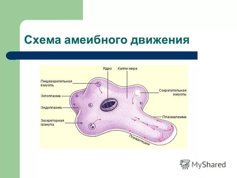 Пищеварительная вакуоль рисунок. Пищеварительная вакуоль амебы. Схема движения амебы. Амёба обыкновенная пищеварительная вакуоль. Образование пищеварительной вакуоли.