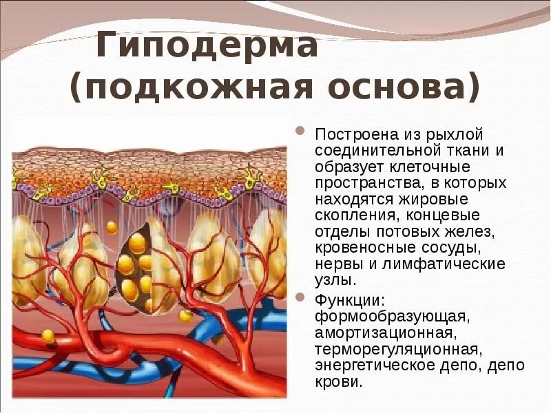 Гиподерма строение и функции. Гиподерма это подкожная жировая клетчатка. Подкожно-жировая клетчатка (гиподерма). Строение подкожно жировой клетчатки. Подкожно жировая клетчатка строение и функции.