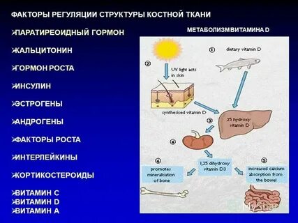 Особенности метаболизма костной ткани