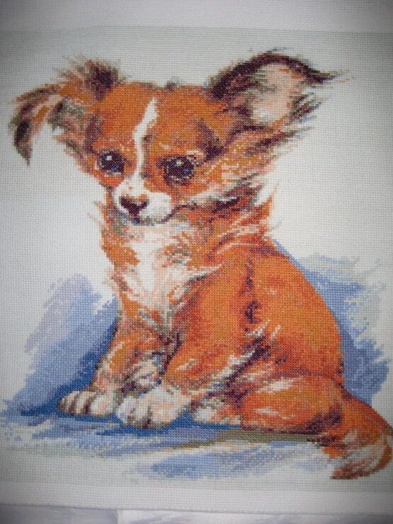 собачка каштанка. собачка каштанка. собака австралийская овчарка. собачка каштанка. порода собаки каштанка чехова.