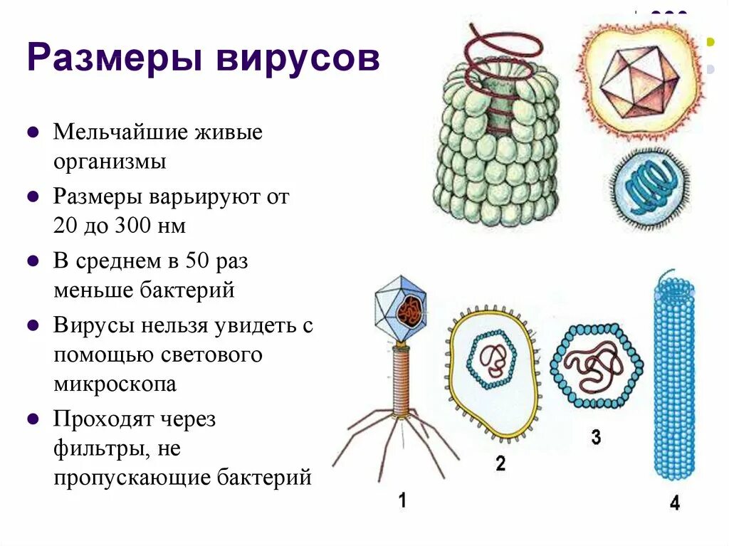 Строение вирусов и бактерий. Вирус герпеса вирус табачной мозаики бактериофаг. Размер вируса и бактерии сравнение. Размеры структура и строение вирусов.