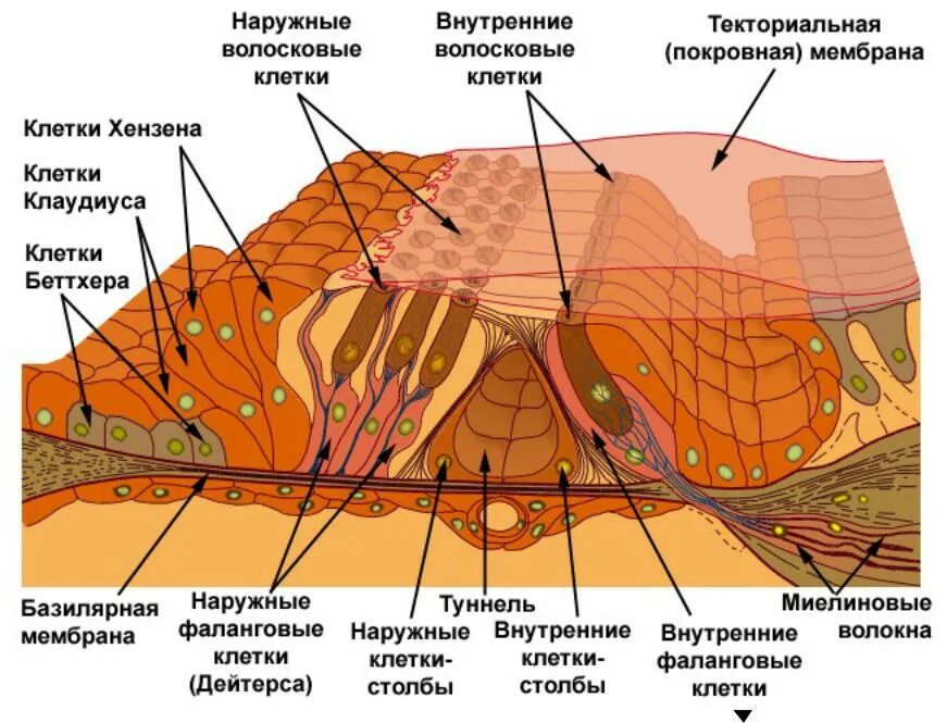 Волосковые клетки анализатор. Наружные и внутренние фаланговые клетки. Наружные волосковые клетки. Наружные волосковые клетки улитки. Мембраны внутреннего уха