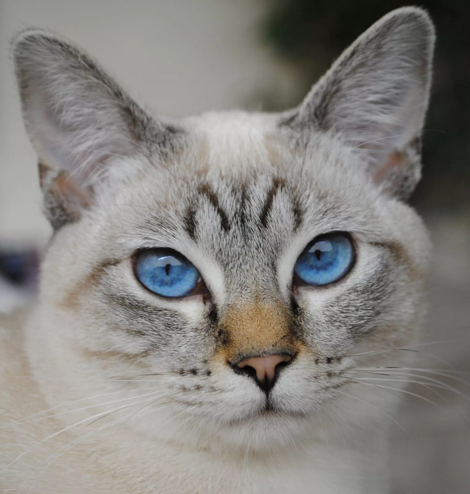 Породы котов с голубыми глазами. Балинезийский табби Пойнт. Балинезийская кошка табби Пойнт. Тайская кошка табби Пойнт. Порода кошек Охос азулес.