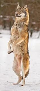 Wolf standing