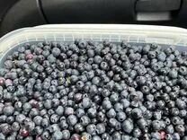 Черника дикая. Черника (vaccinium myrtillus). Кг черники. Черника овальнолистная. Черника лесная обыкновенная.