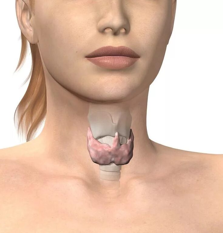 Увеличенная щитовидная железа. Исследование зоба