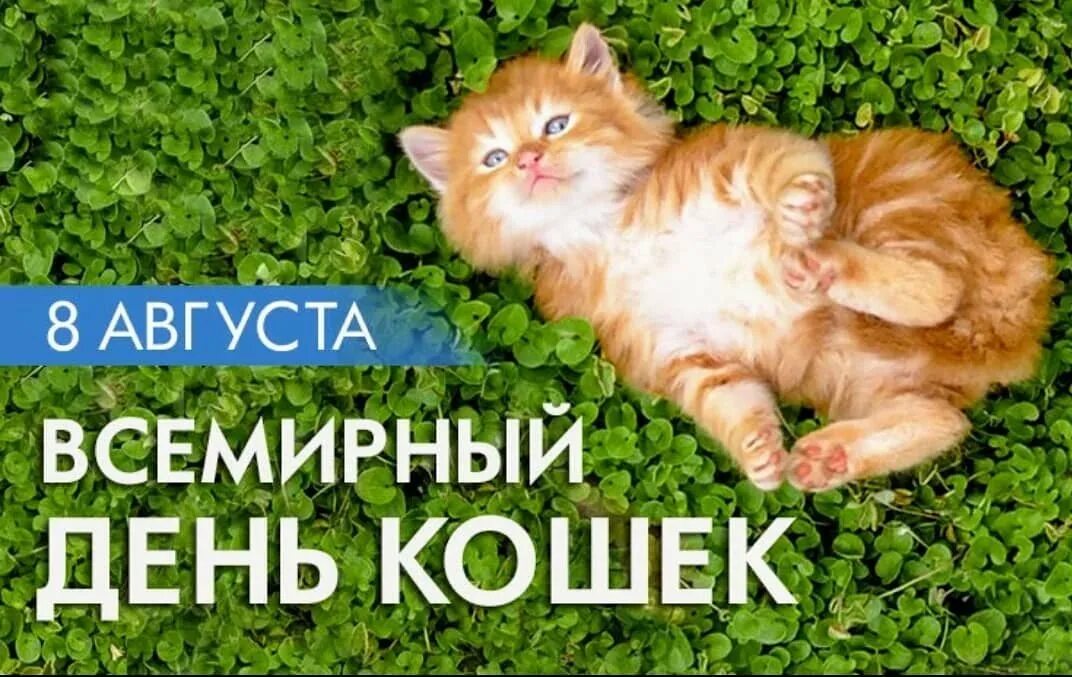 День котиков в россии. Всемирный день кошек. День кошек 8 августа. Международный день кота. Всемирный день кошек с праздником.