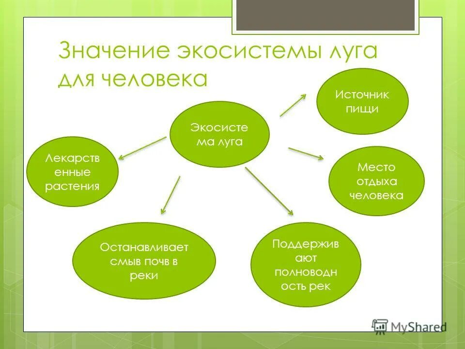 Значение экосистемы в жизни человека