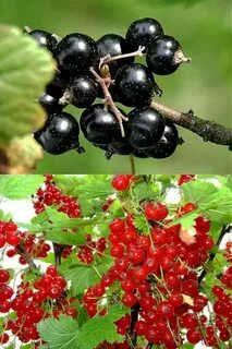 Смородины груши