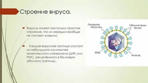 Вирусы состоят из выберите ответ