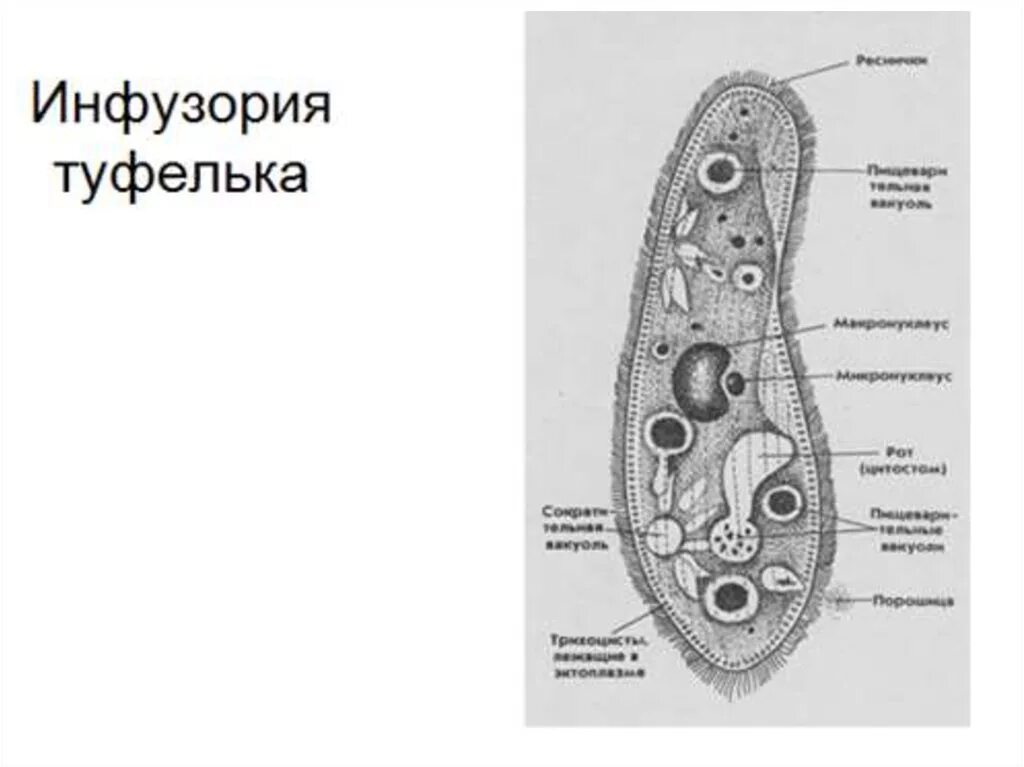 Схема строения инфузории туфельки. Инфузория туфелька строение. Схема инфузории туфельки. Инфузория туфелька схема.