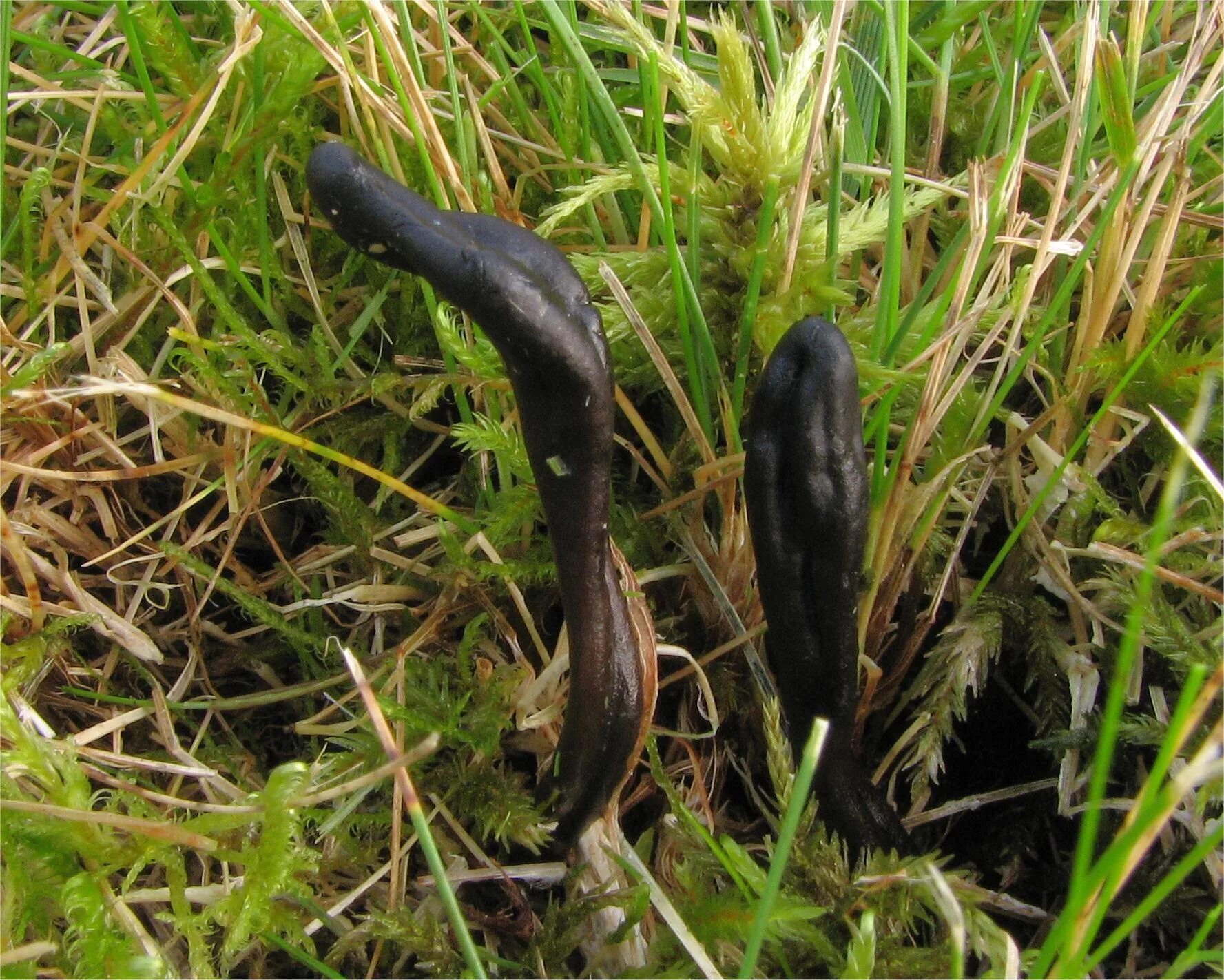 Земляной язык гриб. Геоглоссум гладкий. Саркосома шаровидная саркосома шаровидная. Geoglossum pecianum. Geoglossum nigritum.