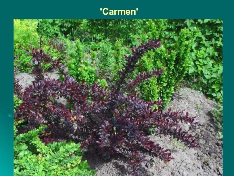 Барбарис тунберга кармен. Барбарис тунберга "carmen" (кармен). Барбарис тунберга кармен описание. Барбарис тунберга кармен описание. Барбарис тунберга кармен описание.