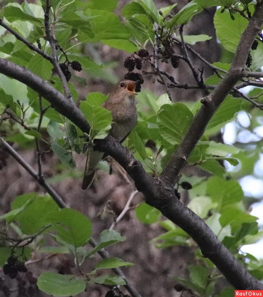 соловей обыкновенный, восточный. курский соловей. соловей соловушка. соловей. курский соловей.