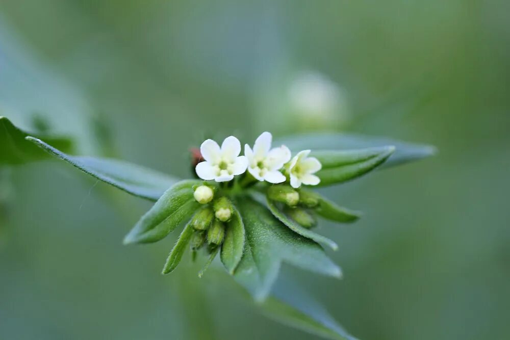 Воробейник. Воробейник лекарственный. воробейник лекарственный (lithospermum officinale l.). воробейник обыкновенный. воробейник полевой.