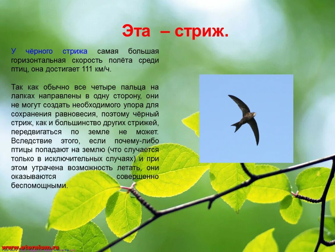 Стрижи сообщение 4 класс литературное чтение