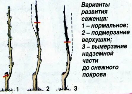 Не просыпается саженец груши