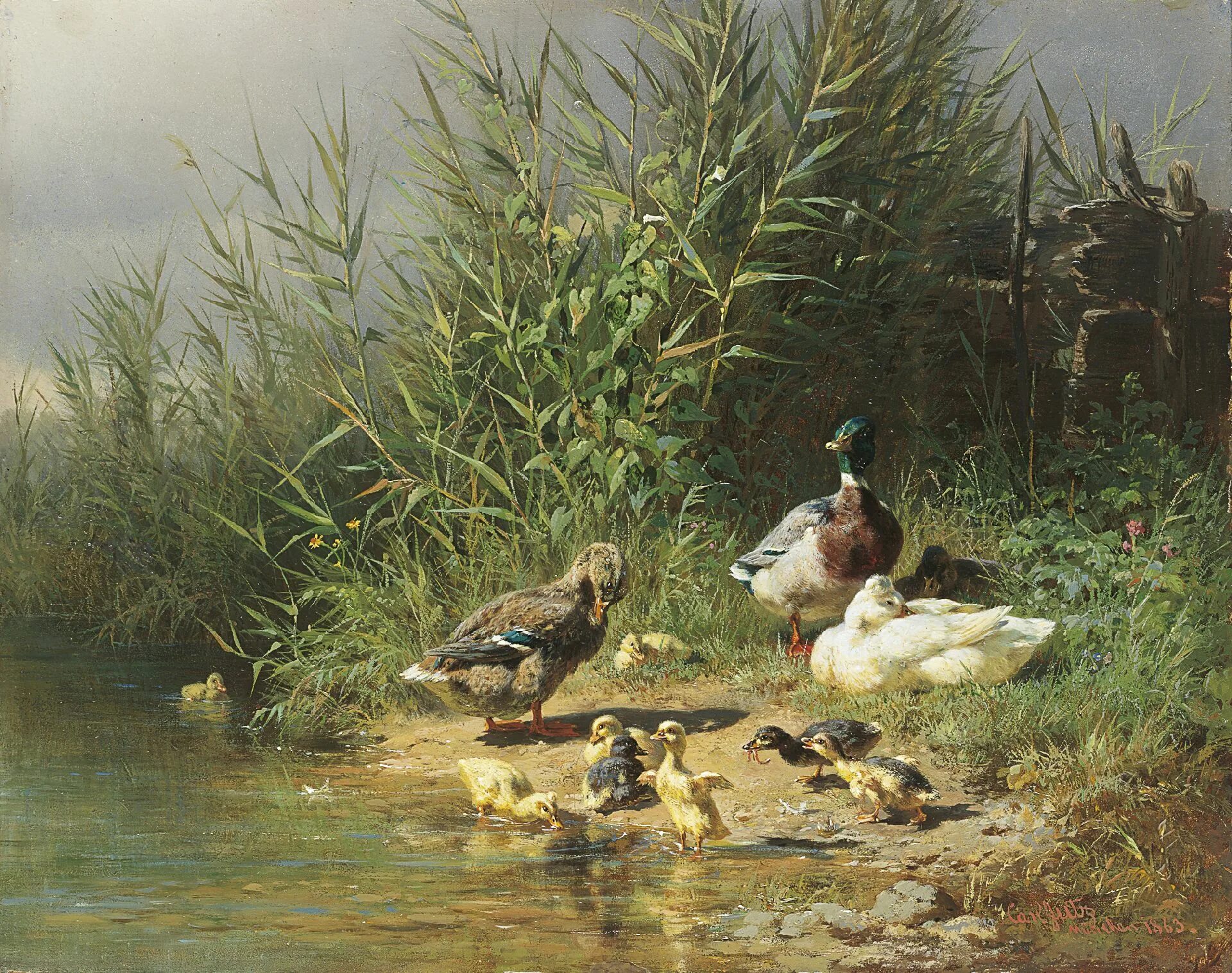 Old ducks