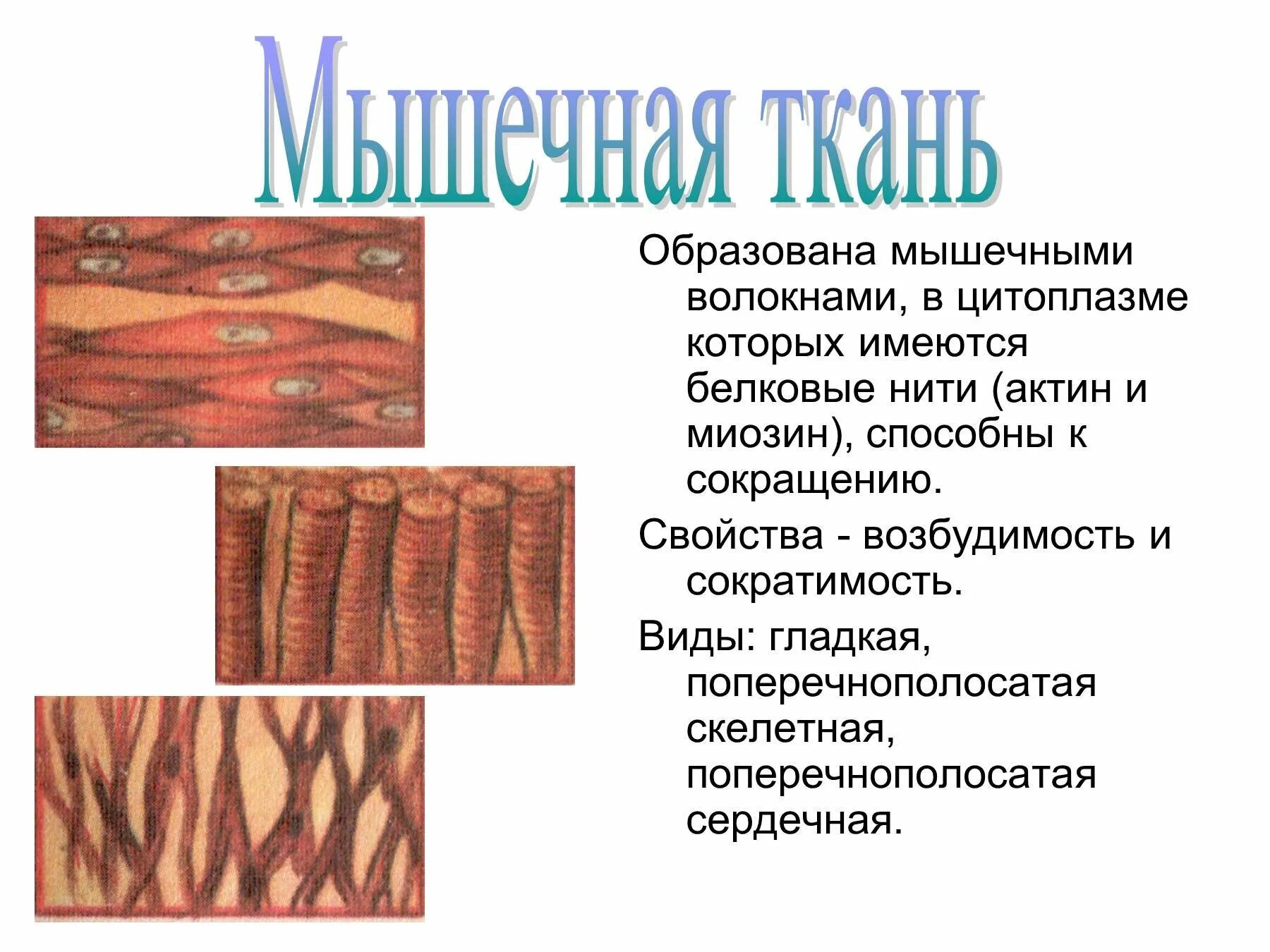 Железы образованы соединительной эпителиальной ткани. Эпидермис дерма жировая ткань. Скелетные мышцы ткань структура. Железы образованы тканью. Ткани образованы.