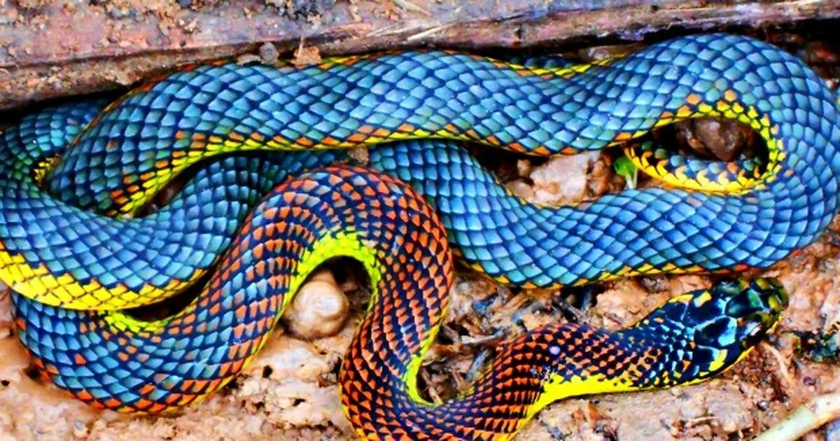 Snake colors