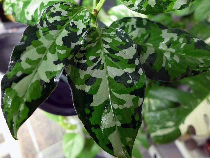 Аглаонема pictum tricolor. Аглаонема хомаломена. Аглаонема цитрон. Аглаонема камуфляж триколор. Аглаонема расписная aglaonema pictum.