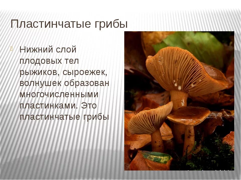 Кроссворд по биологии 5 класс на тему грибы. Кроссворд 10 слов по теме грибы биология 7 класс с вопросами. Пластинчатый гриб кроссворд. Кроссворд про грибы 5 класс по биологии с ответами. Пластинчатый гриб кроссворд.