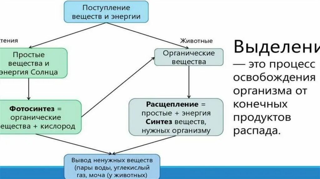 Выделения продуктов распада. Выделение у растений схема. Процесс выделения. Выделение веществ у растений. Продукты выделения у растений.