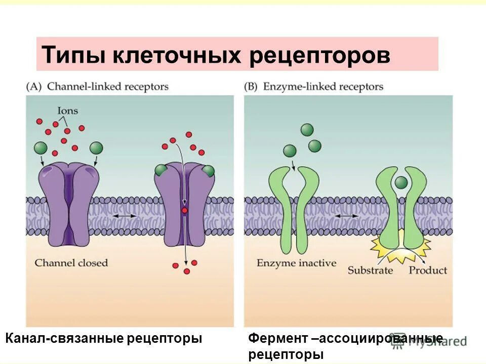 Тип строения d. Рецепторы на мембране рецепторных клеток. Клеточные рецепторы постсинаптической мембраны. Клеточный Рецептор это в физиологии. И клеточный Рецептор функции.