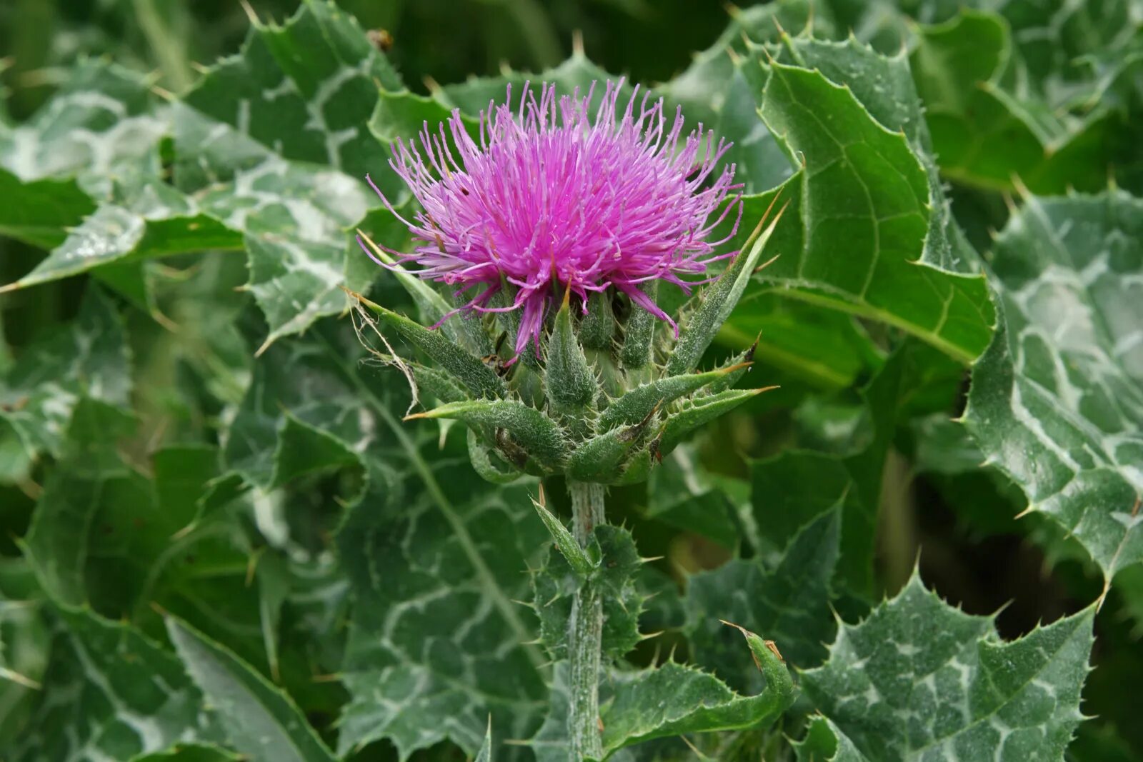 Расторопша пятнистая (Silybum Marianum). Татарник чертополох. Расторопша (Марьин чертополох). Расторопша молочный чертополох. Расторопша от каких болезней