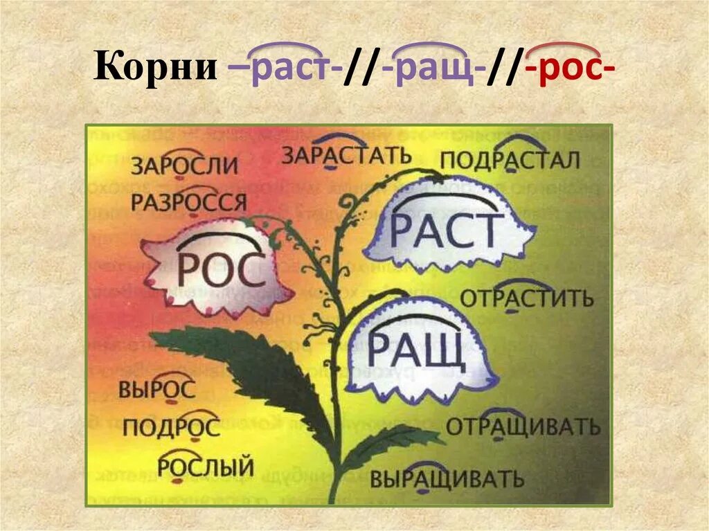 Раст ращ рос. Корни раст рос. А О В корне раст рос. Корни раст ращ.