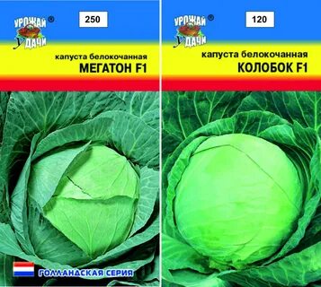 Капуста сорт мегатонн