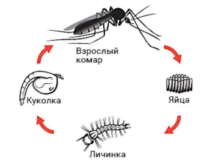 Стадия жизни насекомого. Цикл развития комаров. Цикл развития комара обыкновенного. Жизненный цикл комара Culex. Цикл развития комара схема.
