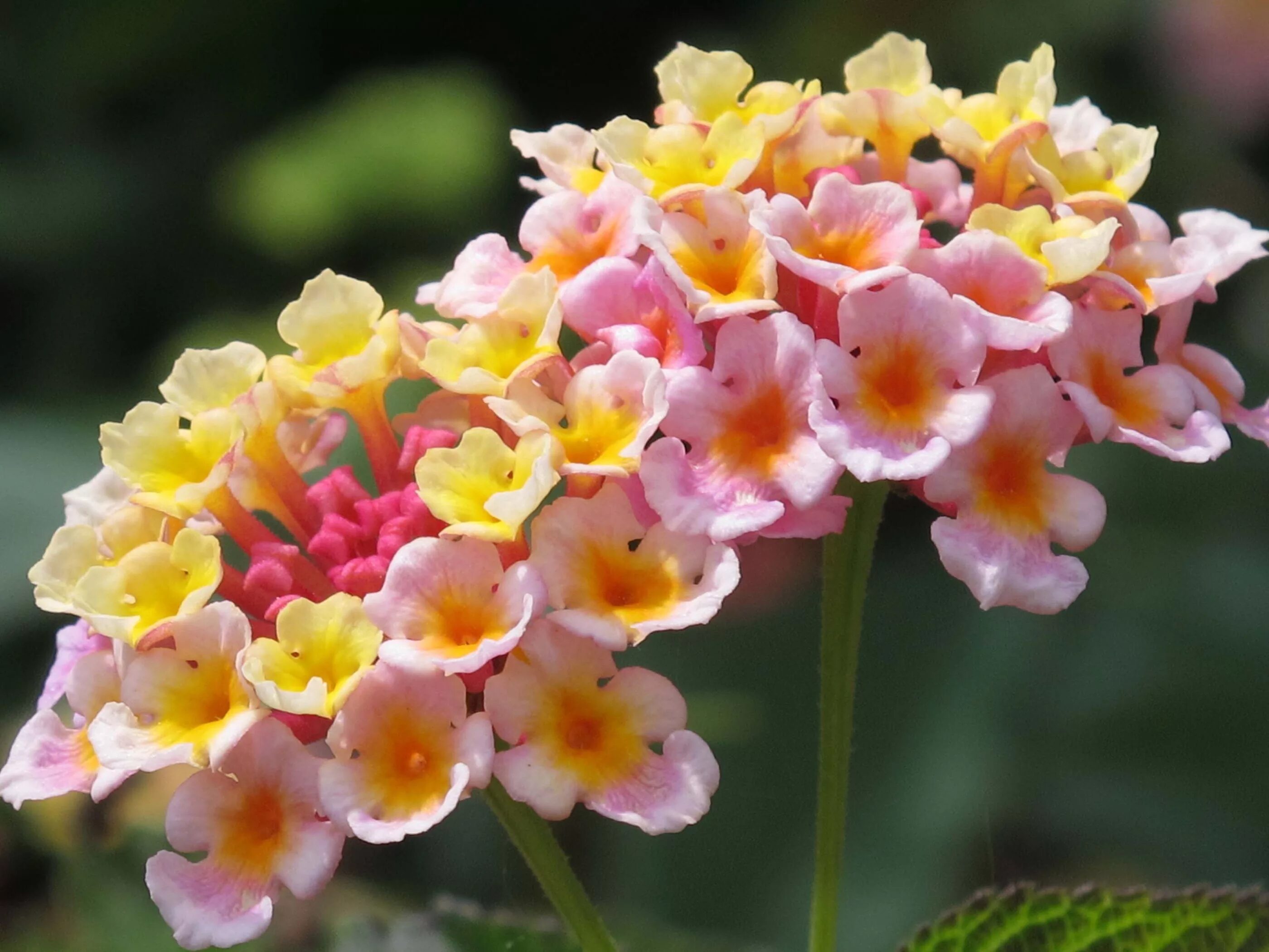 Необычные букеты. Безумные цветы. Шляпа в виде розы. Девушка в шляпе. Безумные цветы.